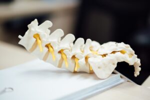 Spinal Pathways: Unlocking the Mechanics of Human Motion