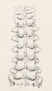 Spinal Reflex: The Science of Your Body’s Instant Reactions