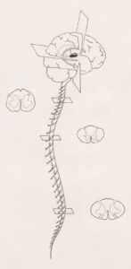 Spinal Shock: The Body’s Sudden Psychological Freeze