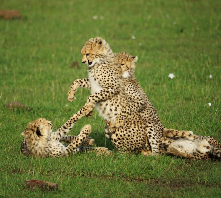 Stotting: Why Prey Leap to Signal Fitness to Predators