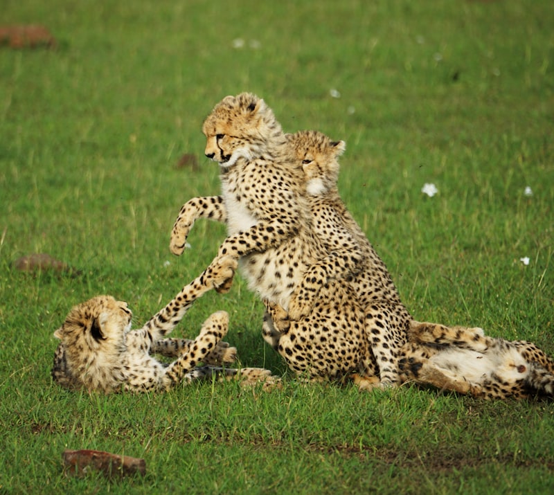 Stotting: Why Prey Leap to Signal Fitness to Predators