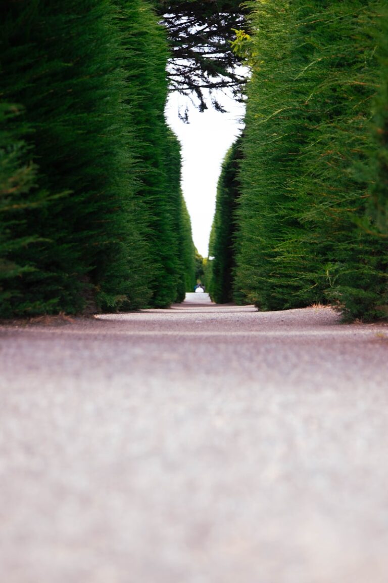 Symmetry Compulsion: The Hidden Drive for Perfection