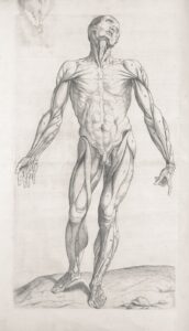 The Phallus: Beyond Anatomy into Symbolic Power