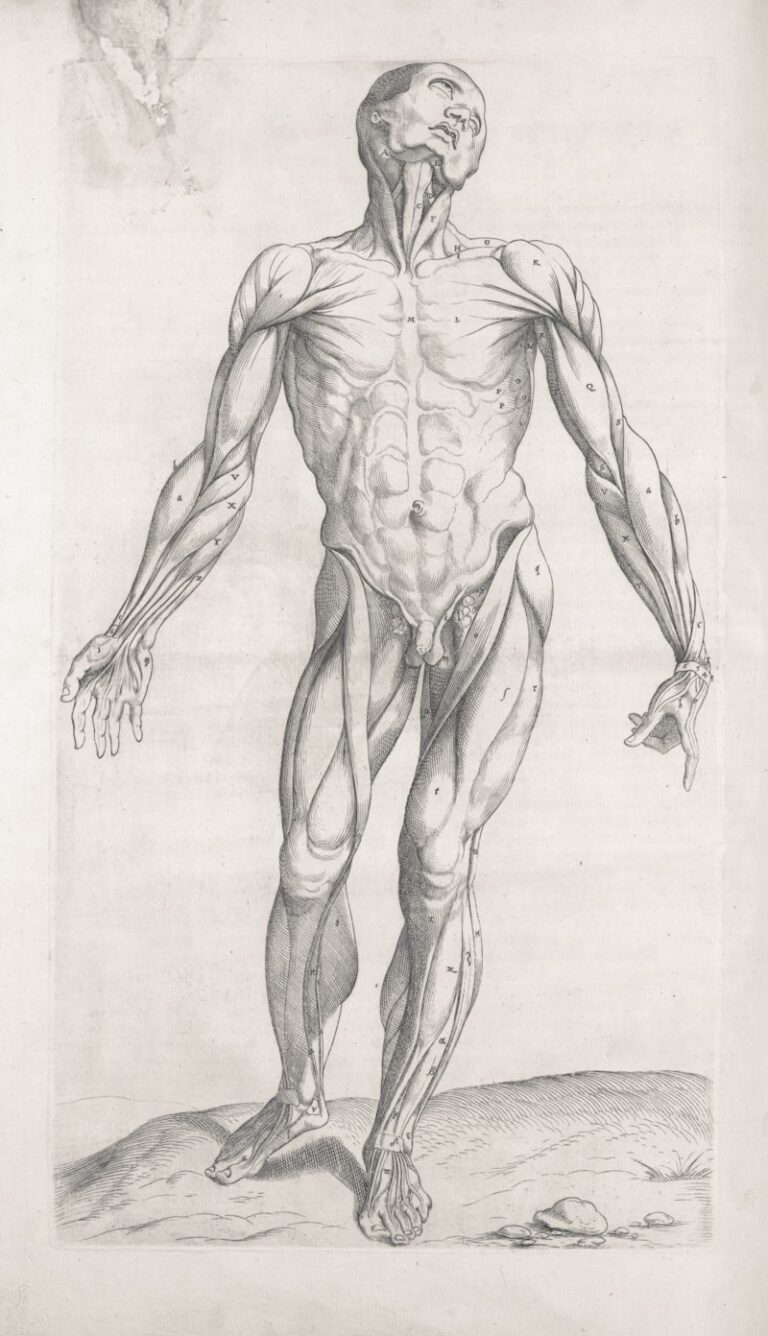 The Phallus: Beyond Anatomy into Symbolic Power