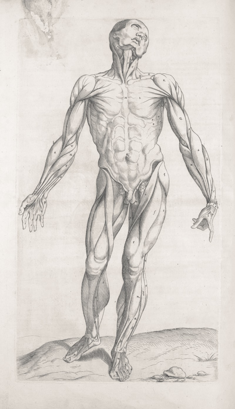 The Phallus: Beyond Anatomy into Symbolic Power