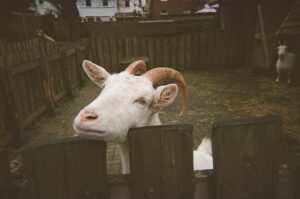 The Sheep-Goat Effect: How Your Beliefs Rewire Reality