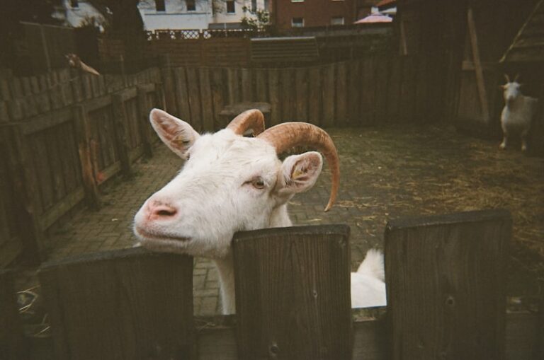 The Sheep-Goat Effect: How Your Beliefs Rewire Reality