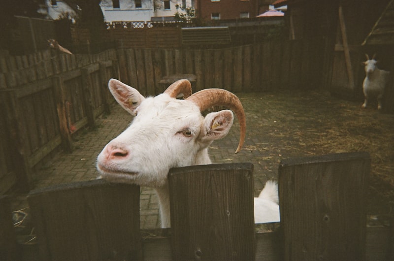 The Sheep-Goat Effect: How Your Beliefs Rewire Reality
