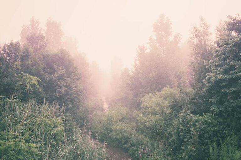 Visual Perception: Clarity Beyond the Haze