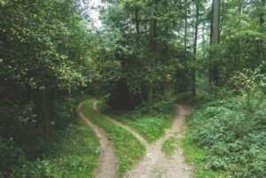 Wandering Behavior: Why the Mind Seeks an Endless Path