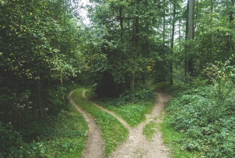 Wandering Behavior: Why the Mind Seeks an Endless Path