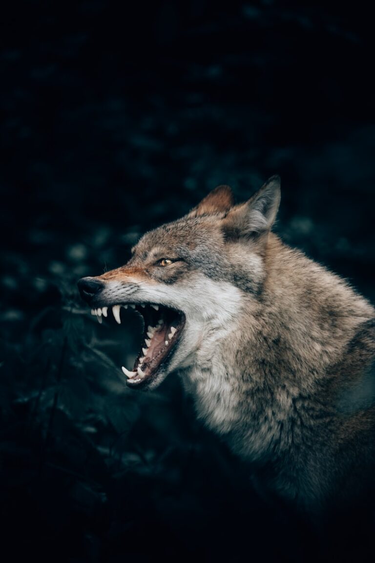 Zoophobia: Unmasking the Roots of Your Animal Fear