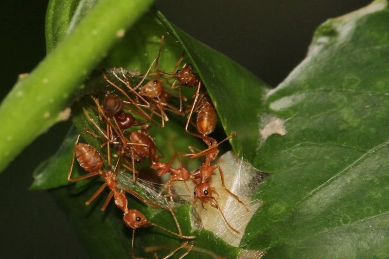 Acarophobia: Conquering Your Fear of Tiny Pests
