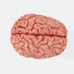 Alternative Brain Process Theory: Rethink How You Think