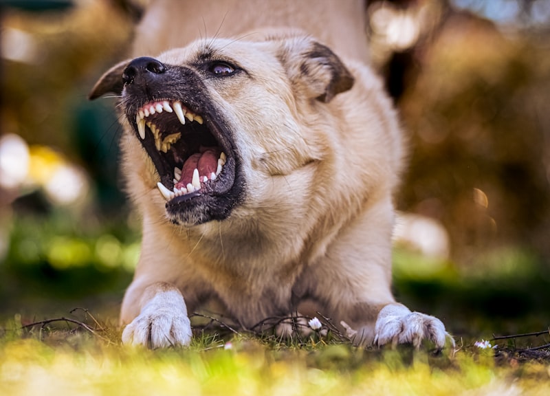Animal Aggression: Why Our Primal Instincts Still Rule