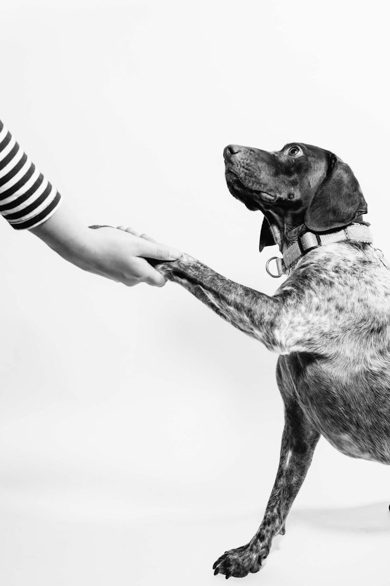 Animal-Assisted Therapy: Healing Through The Human-Pet Bond