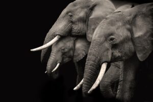 Animal Cognition: Decoding the Secrets of the Animal Mind