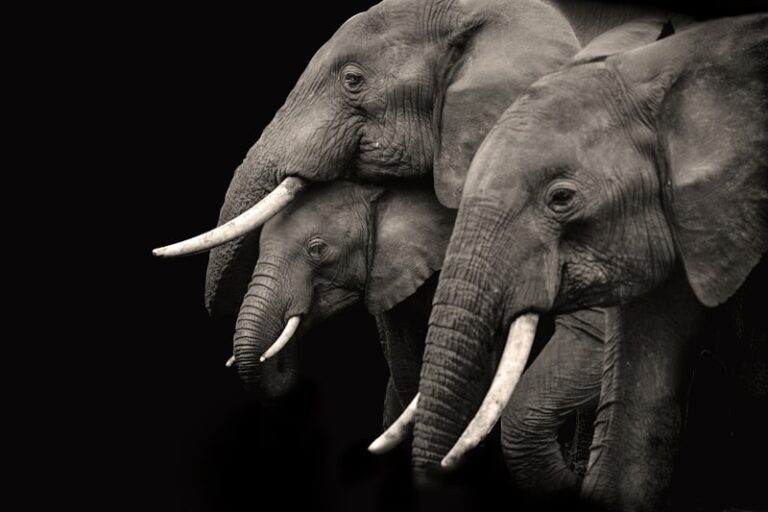 Animal Cognition: Decoding the Secrets of the Animal Mind