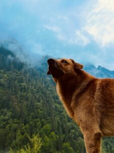 Animal Communication: Decoding the Signals of Nature