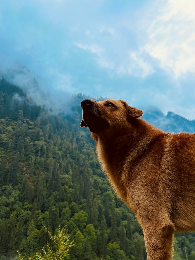 Animal Communication: Decoding the Signals of Nature