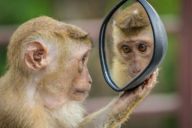 Animal Compassion: The Psychology of Moral Empathy