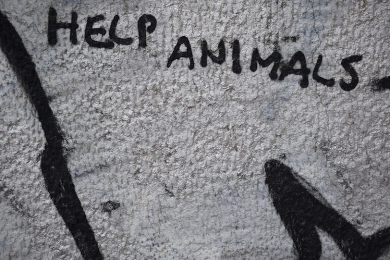 Animal Defense: The Hidden Psychology of Survival