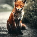 Animal Emotion: Do Beasts Feel Like Us?