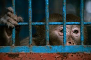 Animal Ethics: The Hidden Cost of Scientific Discovery