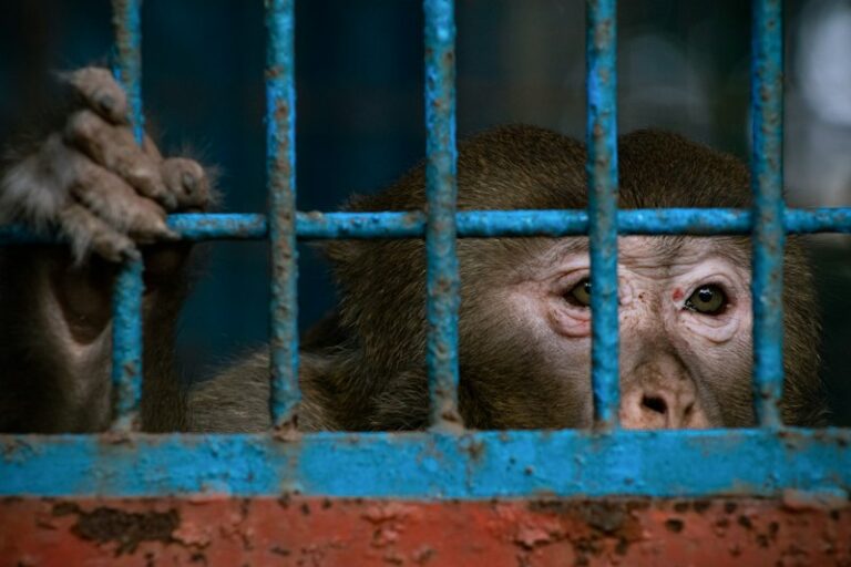 Animal Ethics: The Hidden Cost of Scientific Discovery