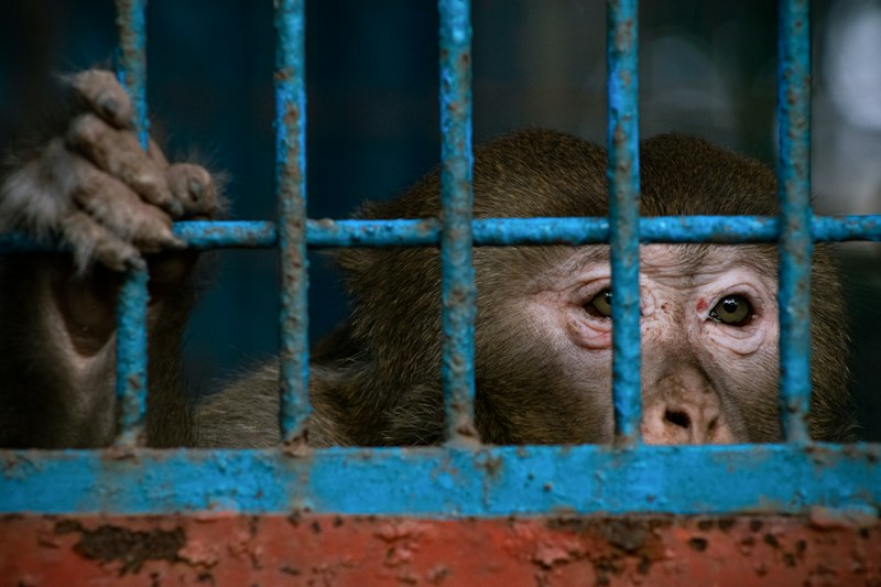 Animal Ethics: The Hidden Cost of Scientific Discovery