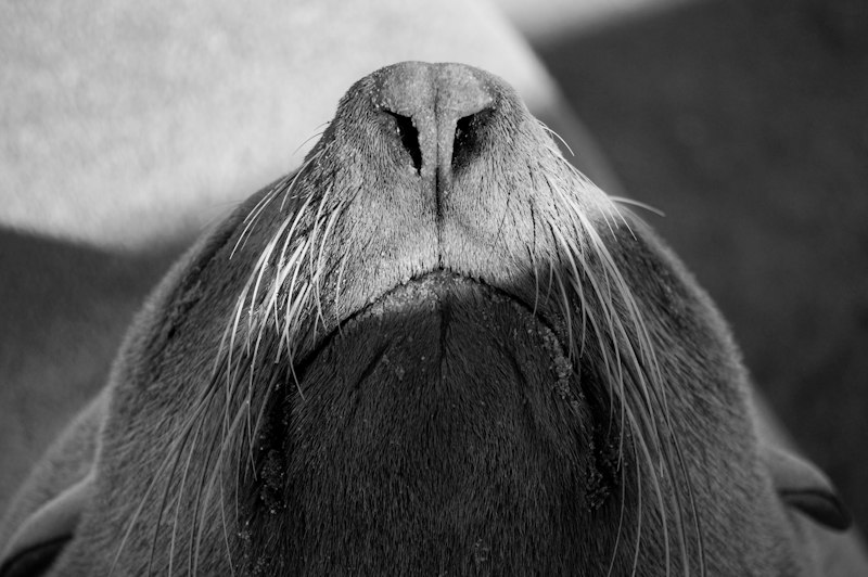 Animal Ethology: Decoding the Secrets of Silent Cues