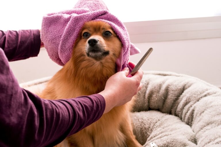 Animal Grooming: Why We Find Comfort in Rituals