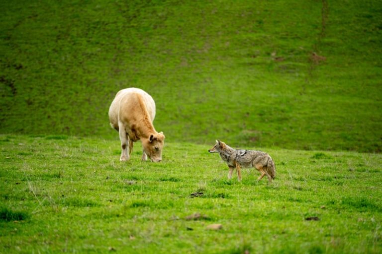Animal Learning: Decoding the Secrets of Behavior
