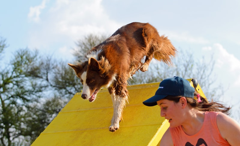 Animal Learning: Unlocking the Secrets of the Jumping Stand