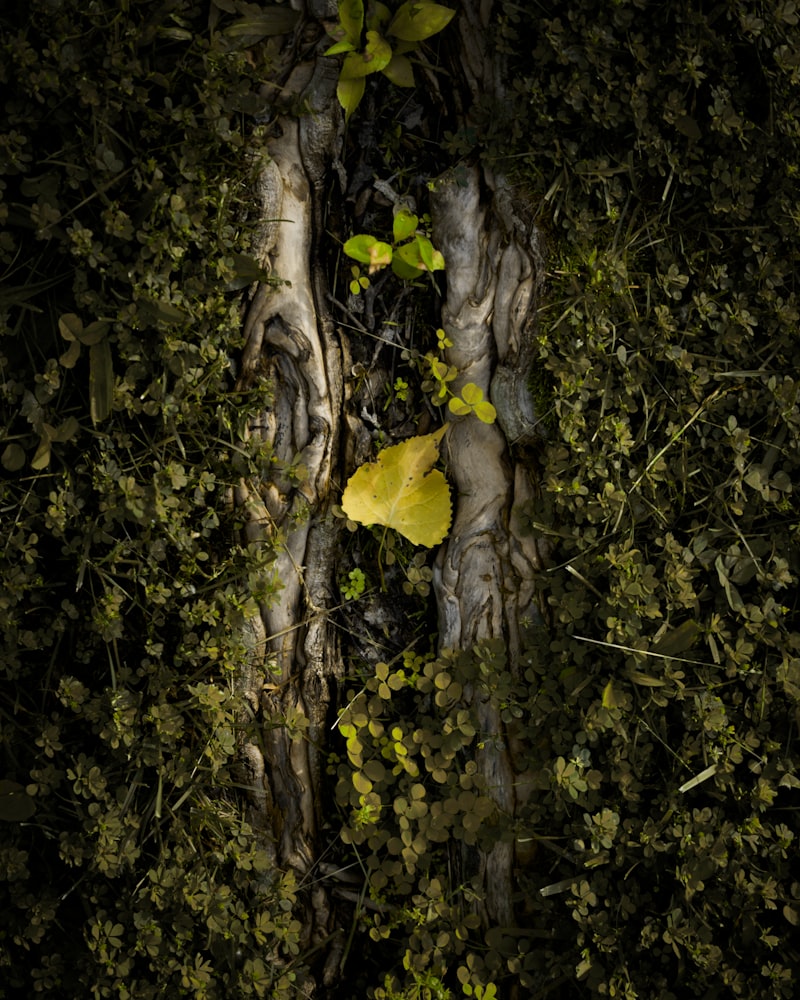 Anthropogenesis: Unlocking the Roots of Human Nature