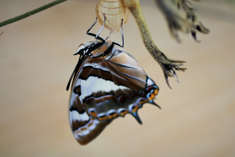 Behavioral Homology: Unlocking Our Shared Evolutionary Past
