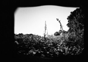Biological Perception: Nature's Original Camera Obscura