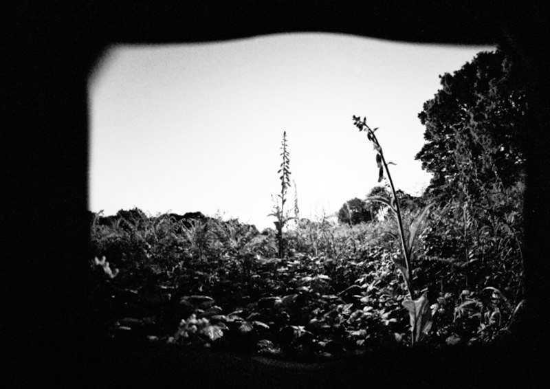 Biological Perception: Nature's Original Camera Obscura