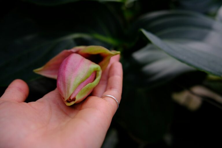 Biophilia: Why Flowers Boost Your Mental Health