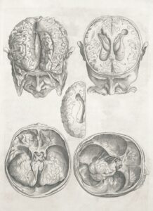 Brainstem Anatomy: The Ancient Engine of Your Survival