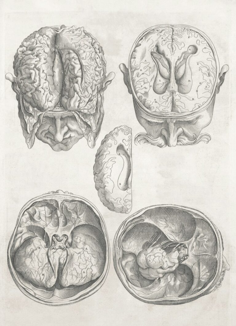 Brainstem Anatomy: The Ancient Engine of Your Survival
