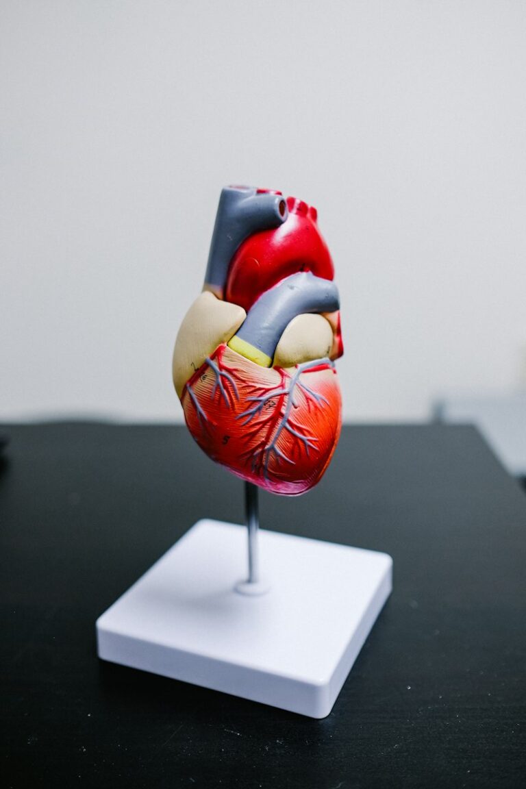 Cardiovascular Reactivity: How Stress Impacts Your Heart