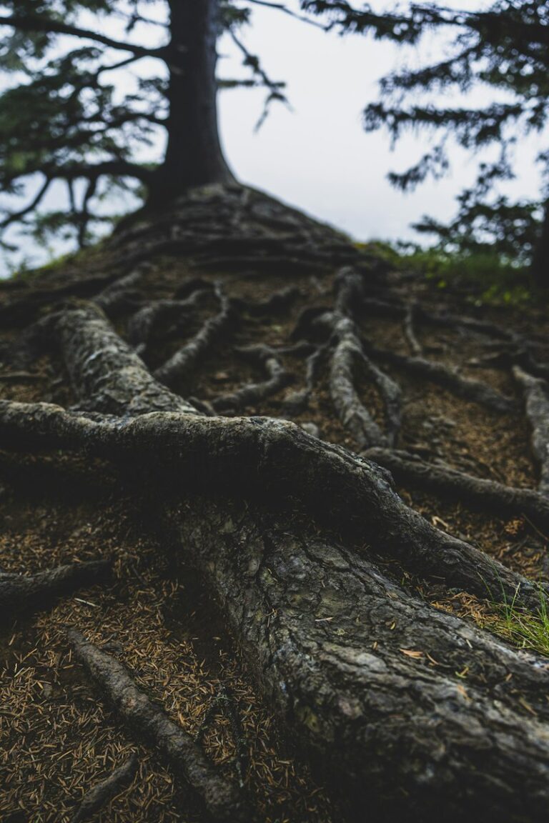 Causal Ordering: Unlocking the Roots of Your Actions