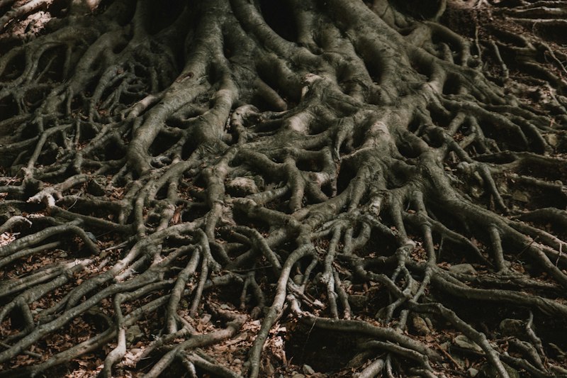 Causation: Decoding the Roots of Human Behavior