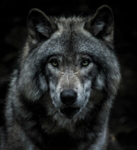 Clinical Lycanthropy: Why Humans Believe They Are Wolves