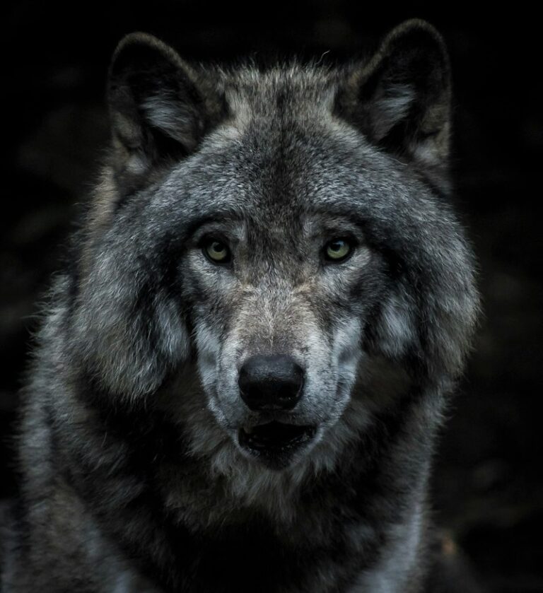 Clinical Lycanthropy: Why Humans Believe They Are Wolves