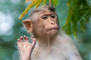 Comparative Psychology: Primates Reveal Our Human Roots