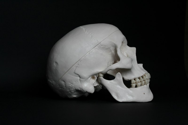 Craniometry: Measuring Character Through Skull Shape