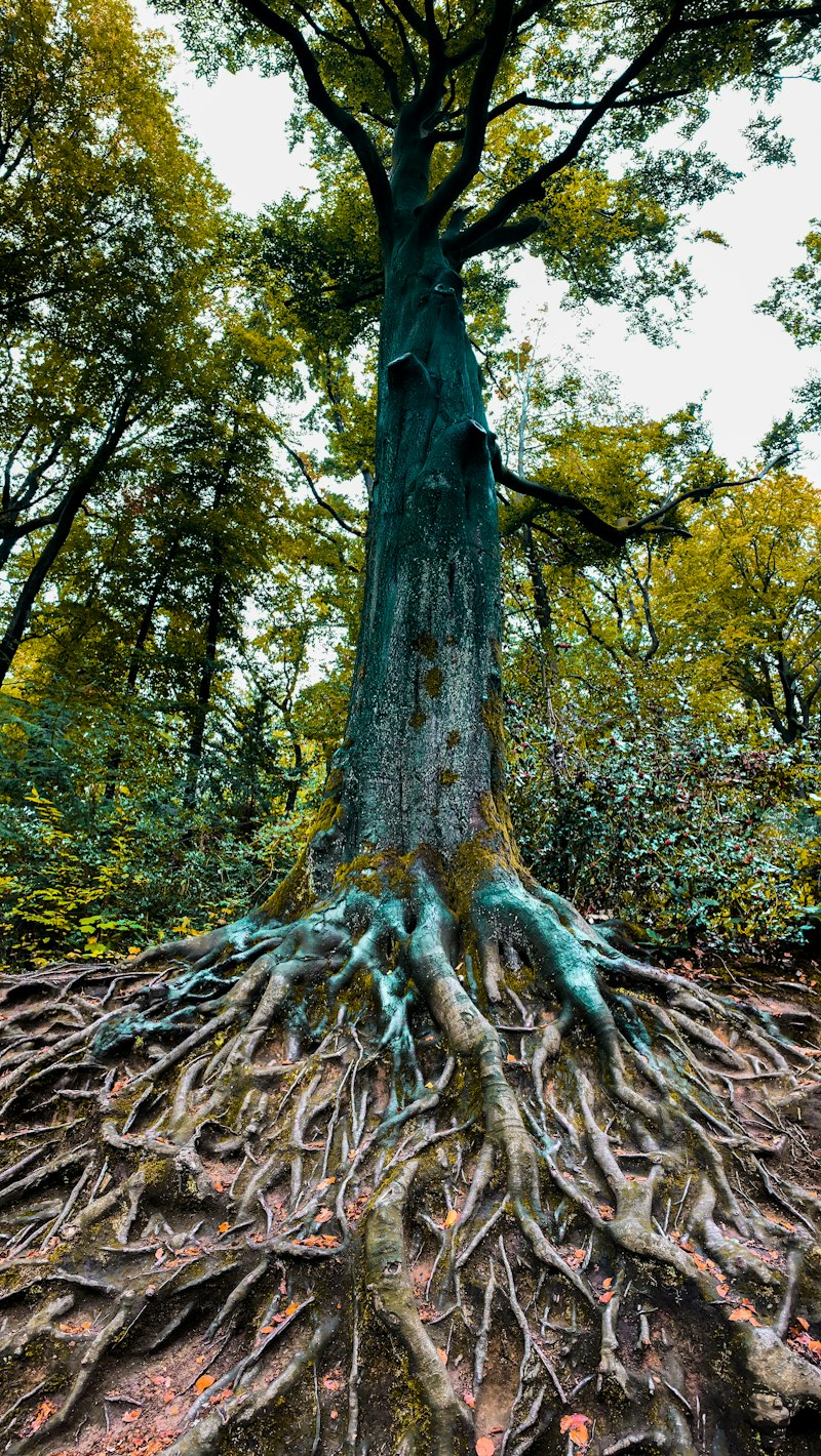 Cultural Psychology: How Your Roots Shape Your Identity