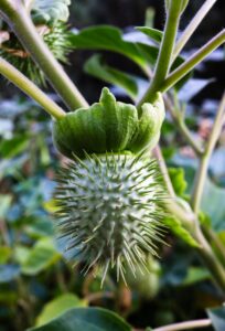 Datura Stramonium: Altered States and Cognitive Risk